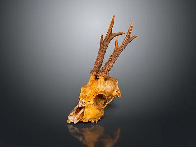 Deer Skull With Antlers On Dark Background Showing Bone Structure And Reflection 3d model
