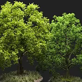 Two Green Trees With Light And Dark Green Leaves On Grass In Dark Background