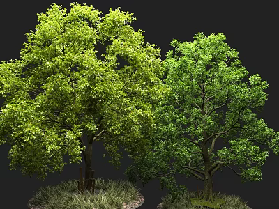 Two Green Trees With Light And Dark Green Leaves On Grass In Dark Background 3d model