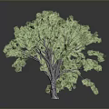 Green Tree With Lush Green Leaves Thick Trunk On Gray Background And Reflection
