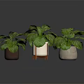 Organic Edible Green Plants in Different Pots with White Striped Leaves