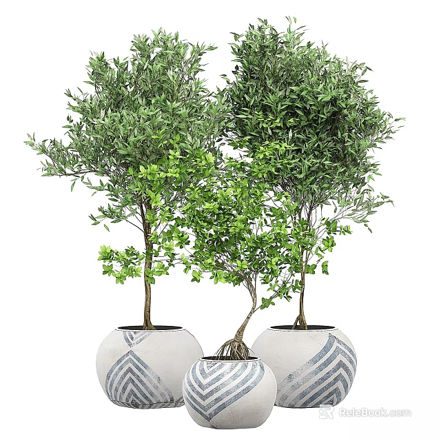 Lush Green Bonsai Plants with Slender Trunks in White Pots with Blue Patterns 3d model 