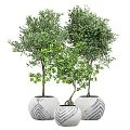 Lush Green Bonsai Plants with Slender Trunks in White Pots with Blue Patterns