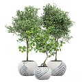 Modern Bonsai Bonsai Bonsai Wooden Flower Flower Pot Vase Medium Plant 3d model