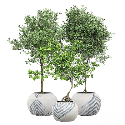 Lush Green Bonsai Plants with Slender Trunks in White Pots with Blue Patterns 3d model