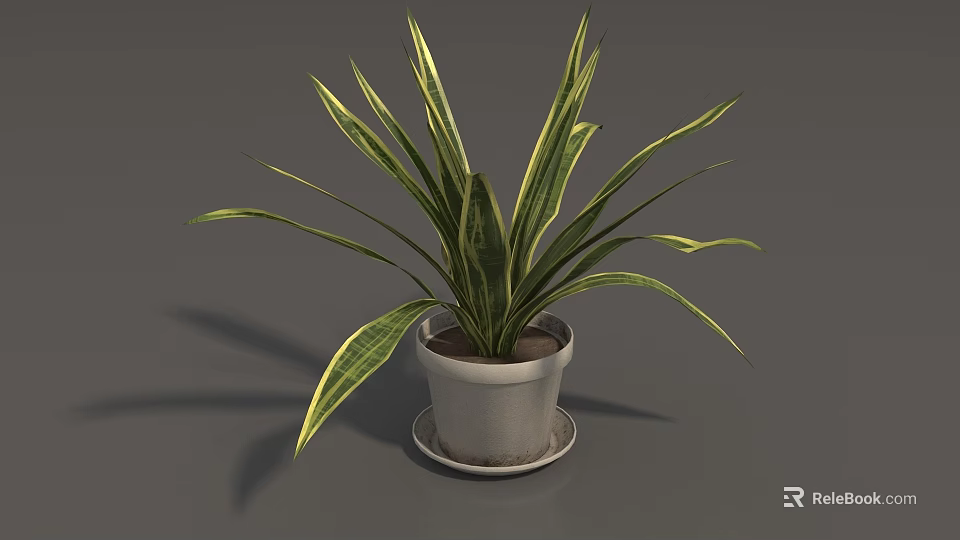 Potted Plant With Green And Yellow Striped Leaves In White Pot On Saucer 3d model 