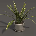 Potted Plant With Green And Yellow Striped Leaves In White Pot On Saucer