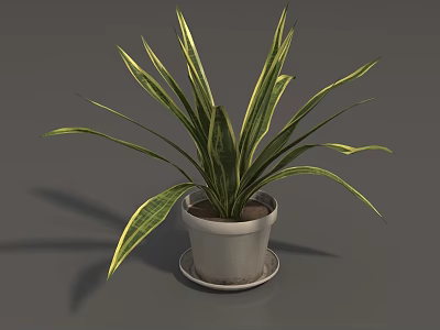 Potted Plant With Green And Yellow Striped Leaves In White Pot On Saucer 3d model