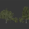Different Sizes Trees With Green Leaves And One Yellowish In Grey Background Reflective Ground