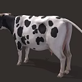 Black and White Spotted Cow with Horns Standing in Full Body Profile View