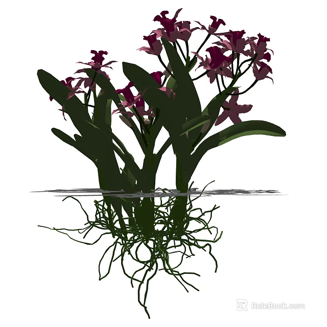 Purple Orchids with Green Leaves and Exposed Roots in Water 3d model 