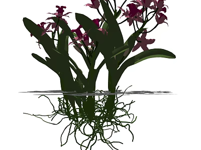 Purple Orchids with Green Leaves and Exposed Roots in Water 3d model