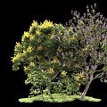 Lush Arbor Trees With Yellow And Purple Blooms Green Leaves And Grass Ground