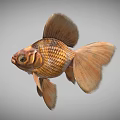 Golden Goldfish With Large Fins Shiny Scales And Graceful Swimming Motion