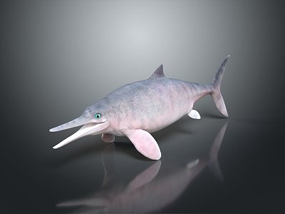 Spotting Dolphin Cartoon Dolphin Animation Dolphin Animation Dolphin Animation Character Game Character 3d model