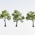 Three Arbor Trees with Thick Trunks and Lush Green Leaves on White Background 3d model
