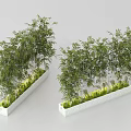 Lush Green Bamboo Plants In White Rectangular Planters With Fresh Green Grass Decor 3d model