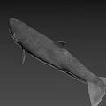 Detailed Prehistoric Shark Head Model With Sharp Teeth And Realistic Skin