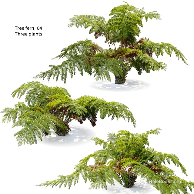 Tree Fern Ornamental Garden Plants Featuring Three Lush Feathery Green Fronds 3d model 