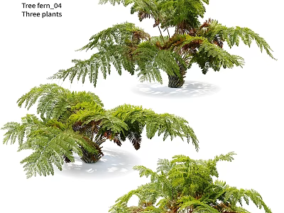 Tree Fern Ornamental Garden Plants Featuring Three Lush Feathery Green Fronds 3d model