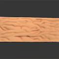 Skin Organ and Hair Structure Cross Section Showing Layers and Texture