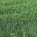 Fresh Green Ornamental Grass With Long Leaves For Home Decoration