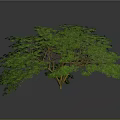 Isolated 3D Tree Model With Green Foliage Lush Canopy And Brown Trunk