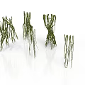 Different Shaped Green Organ Hair Structures With Slender Branches And Reflections