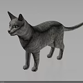 Gray Striped Cat Standing On Dark Background With Realistic Fur Texture