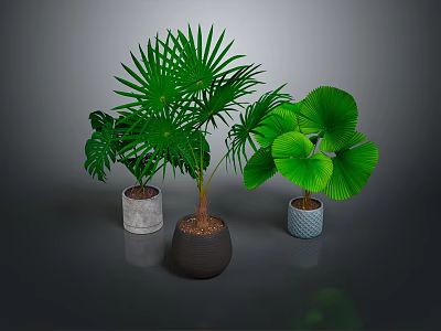 Indoor Green Plants With Various Decorative Pots And Lush Foliage 3d model