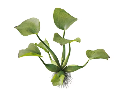Eichhornia crassipes Water hyacinth Water floats Lotus flower Water hibiscus Lotus flower Floating plant Water chestnut One-leaf lotus Water plant Aquatic plant 3d model
