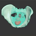 Medical Device Pelvic Anatomical Model With Detailed Internal Structure 3d model