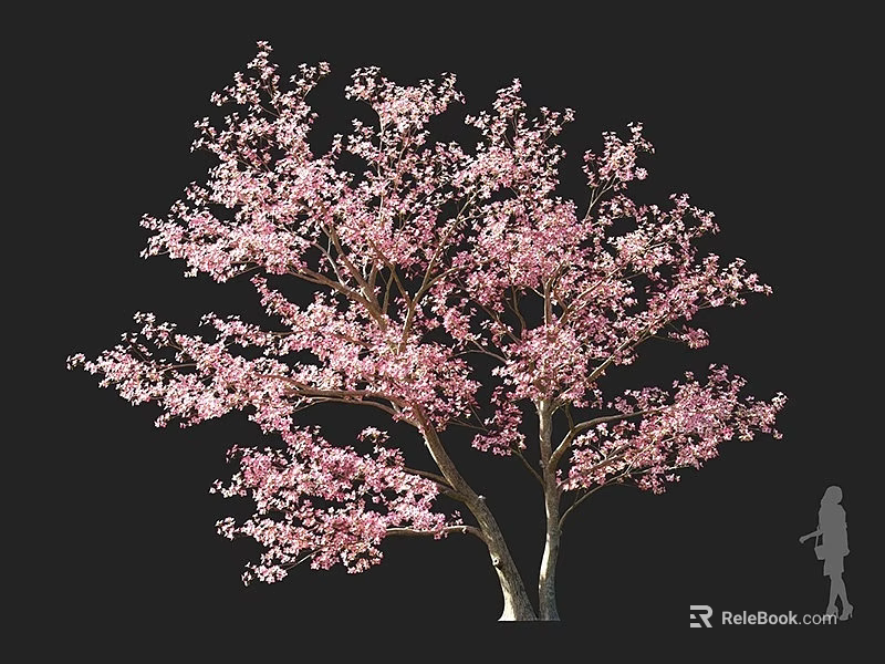 Cherry Blossom Tree With Pink Blossoms Double Trunk And Human Silhouette For Size Comparison 3d model 