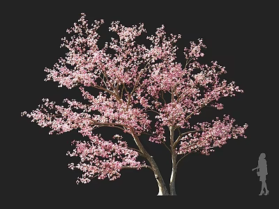 Big Flower Sizhao Flower Multi-flower Cornus Flowering Tree Landscape Tree Garden Tree Ornamental Tree White Flower Tree Garden Tree 3d model