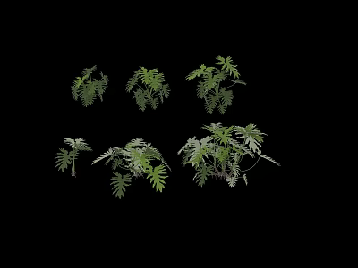 Lush Green Fern Plants With Various Growth Forms On Black Background 3d model
