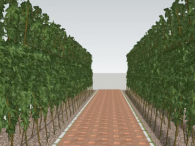 Tree Lined Brick Path With Neatly Arranged Green Trees And White Wall 3d model
