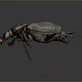 Black Beetle With Orange Antennae And Dark Exoskeleton Isolated On Dark Background