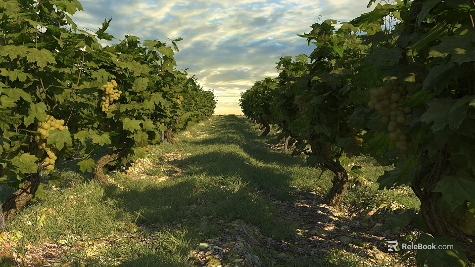 Lush Grape Shrubs Bearing Ripe Bunches Green Leaves In Sunlit Meadow With Cloudy Sky 3d model 