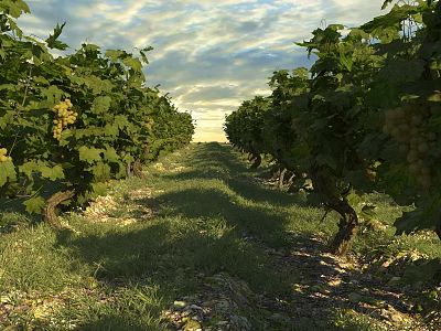 Lush Grape Shrubs Bearing Ripe Bunches Green Leaves In Sunlit Meadow With Cloudy Sky 3d model
