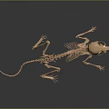 Realistic 3D Rendered Small Mammal Skeleton With Detailed Bone And Organ Structure 3d model