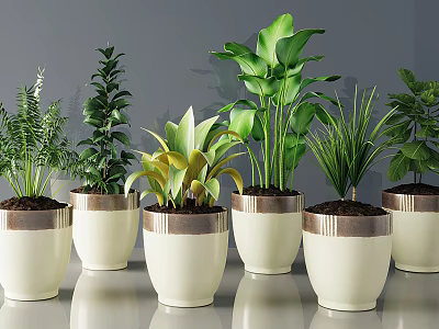 Lush Bonsai Potted Plants In White Ceramic Pots With Copper Rim 3d model