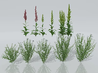 Various Herbaceous Flower Varieties Featuring Tall Plants Purple Green Spiked Inflorescences and Short Green Herbs 3d model