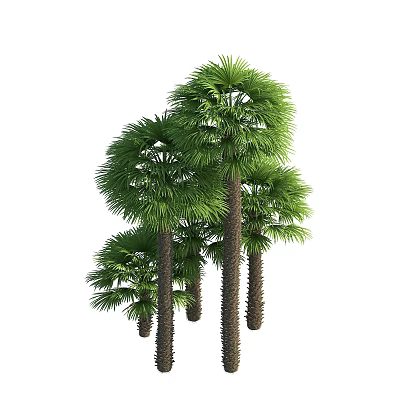 Multiple Tall Palm Trees With Lush Green Fronds And Textured Trunks 3d model