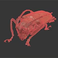 Giant Beetle With Brown Red Body And Long Antennae On Dark Background