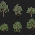 Various Forms Arbor Trees In Multiple 3D Rendered Models On Black Background