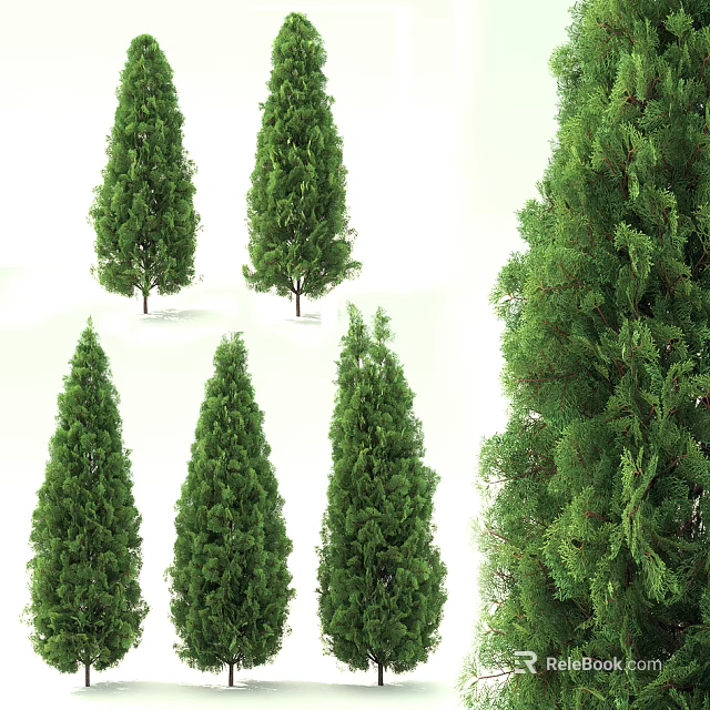 Lush Green Evergreen Trees With Various Growth Forms And Foliage Details 3d model 