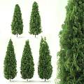 Lush Green Evergreen Trees With Various Growth Forms And Foliage Details
