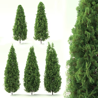 Lush Green Evergreen Trees With Various Growth Forms And Foliage Details 3d model