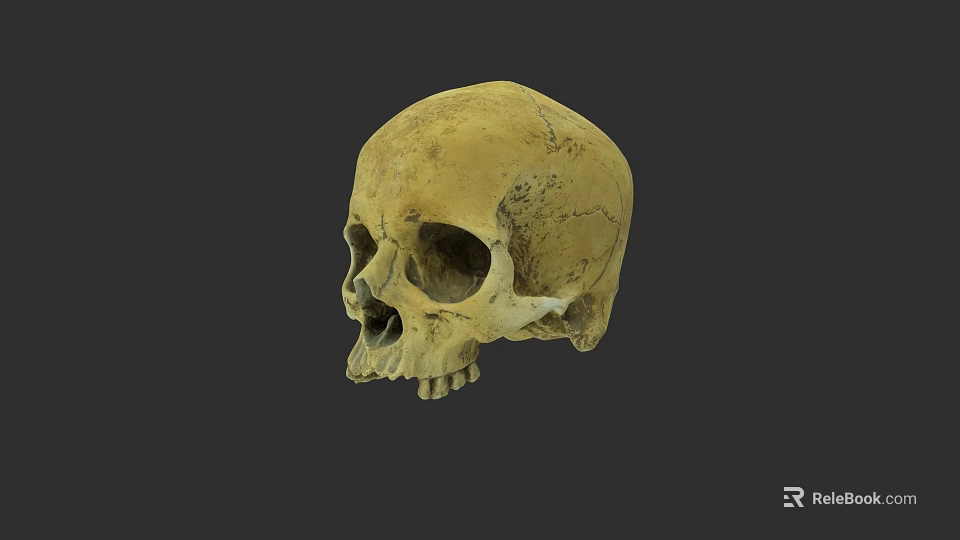 Detailed Human Skull Anatomical Structure With Yellowish Bone And Visible Cracks 3d model 