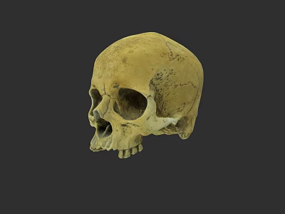 Detailed Human Skull Anatomical Structure With Yellowish Bone And Visible Cracks 3d model